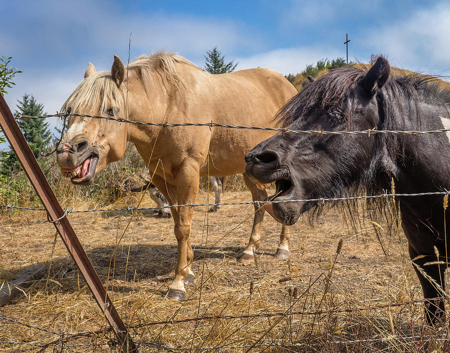 Sharing a Horse Laugh Photograph by Greg Nyquist