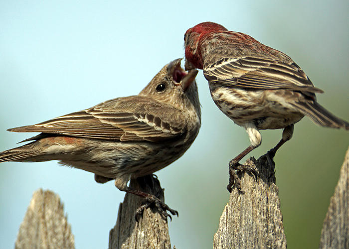 Sharing Finches Photograph by David G Paul