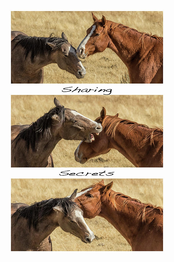 Sharing Secrets Photograph by Belinda Greb