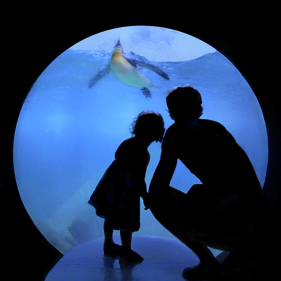 Sharing the Joy - Penguins - Aquarium Photograph by Nikolyn McDonald