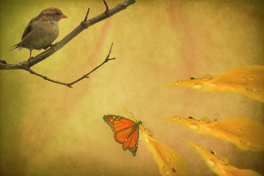 Butterfly Digital Art - Sharing The Light by Robin Webster