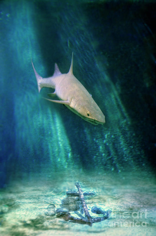 Shark and Anchor Photograph by Jill Battaglia
