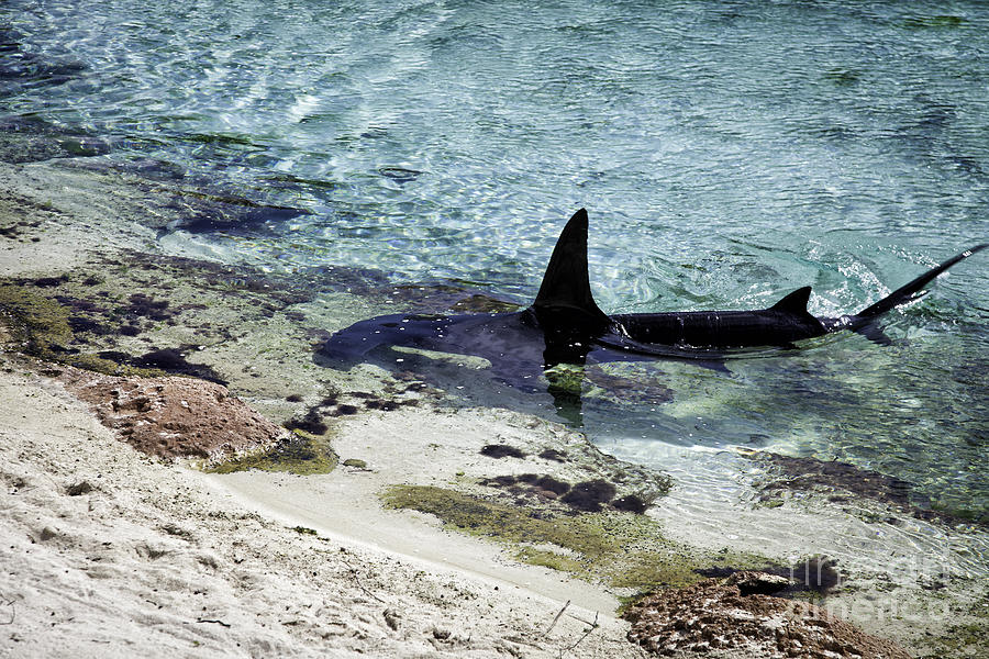 Shark At Atlantis Photograph by Timothy Hacker