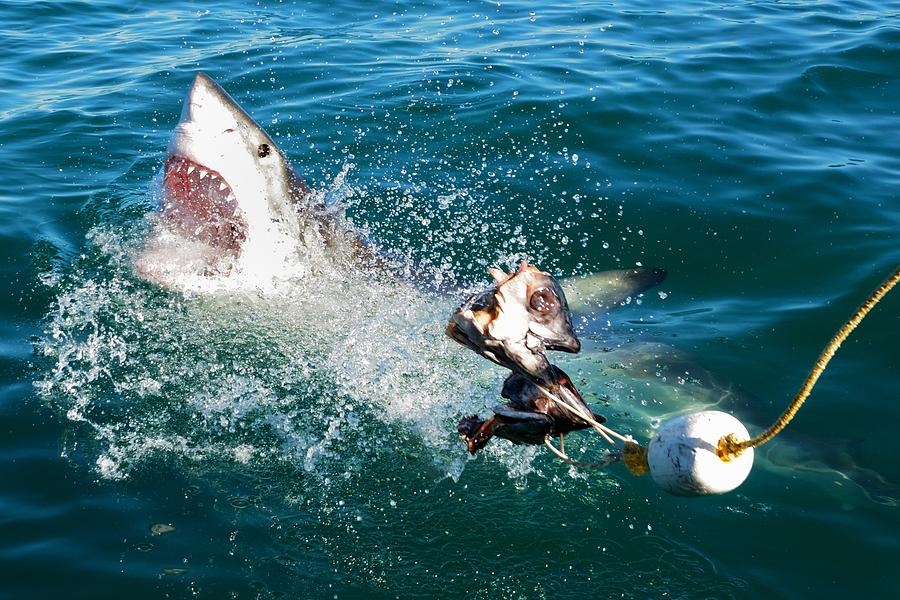 Great White Shark Photograph - Shark Attack by Andrea Cavallini