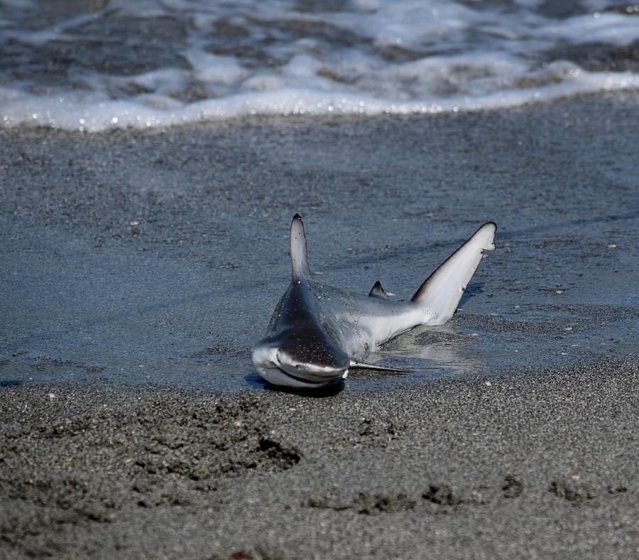 Shark Bait by Jenny Regan Shark Bait by Jenny Regan