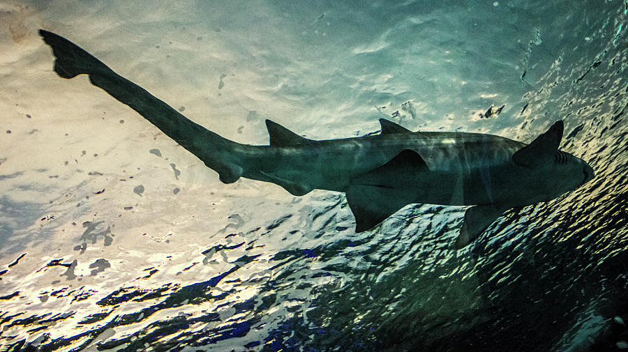Shark Fins Photograph