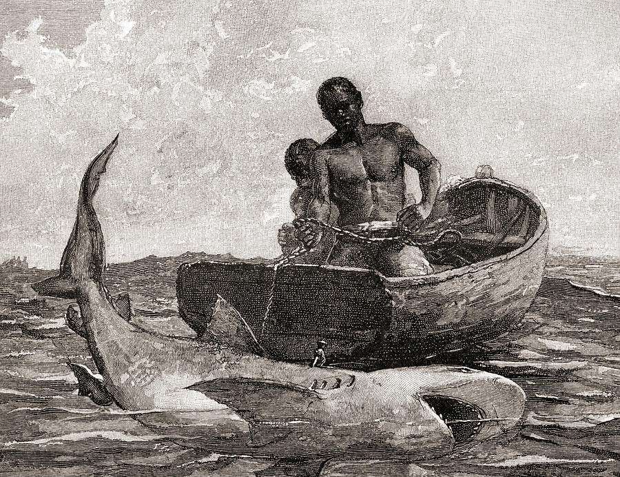 Shark Fishing, Nassau Bar Drawing by Winslow Homer