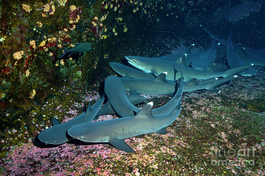 Shark Hotel Photograph by Aaron Whittemore
