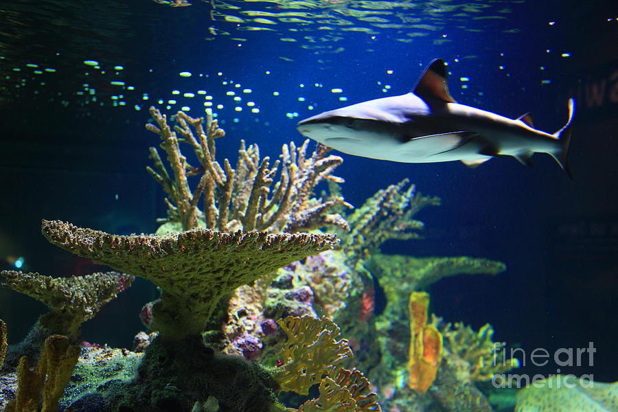 Shark In The Reef Photograph