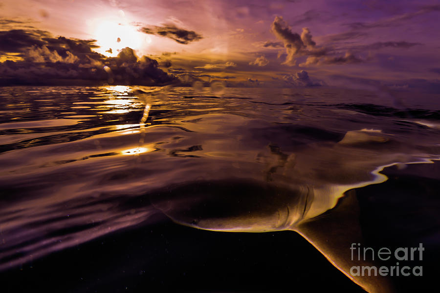 Shark In The Twilight Zone Photograph by Noriyuki Otani