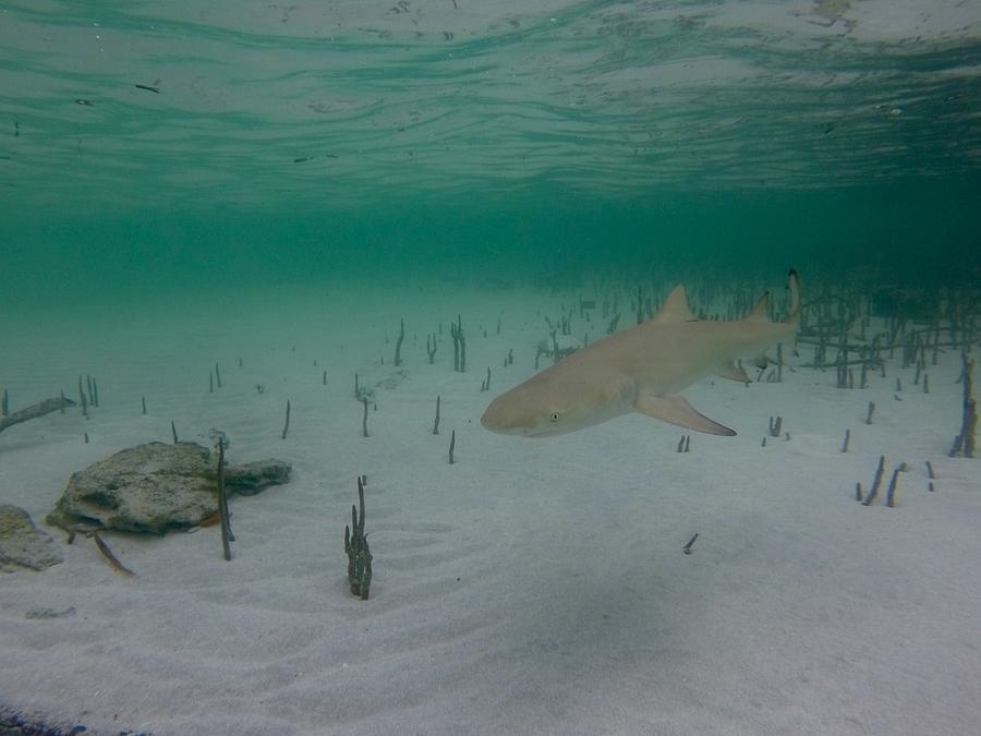 Jaws Photograph - Shark In The Water by Kevin Karolewicz