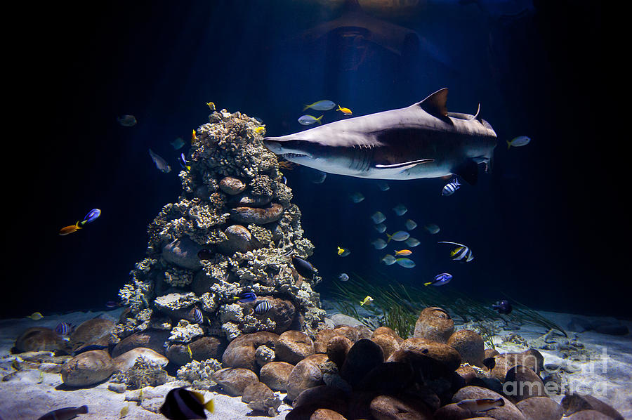 Shark in zoo aquarium Photograph by Arletta Cwalina