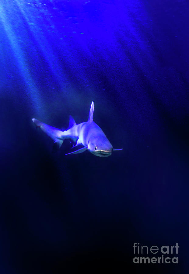 Shark Photograph by Jill Battaglia