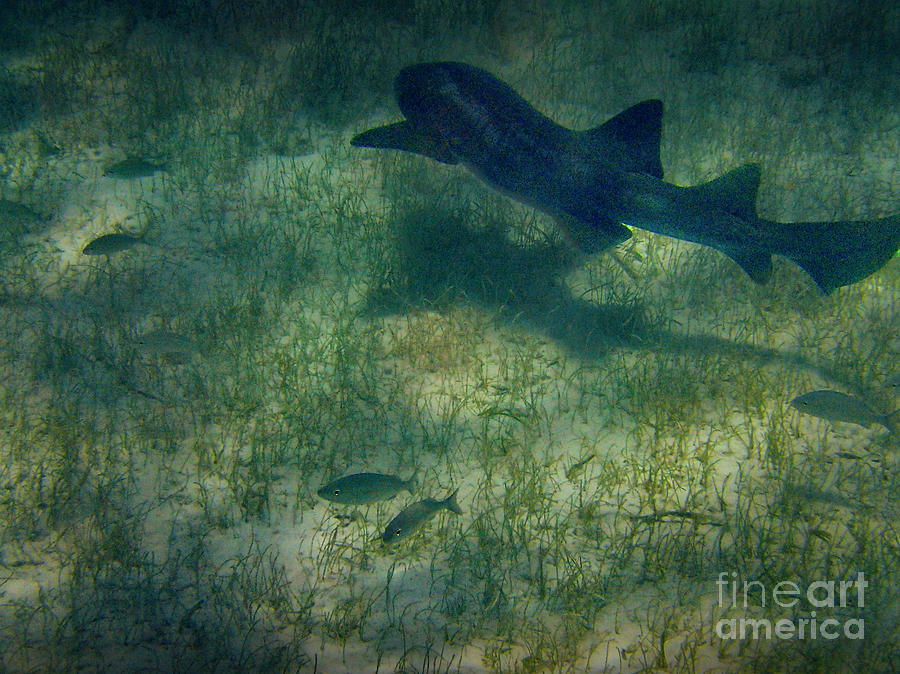 Shark Mexico Rocks Ambergris Caye Photograph by David Zanzinger