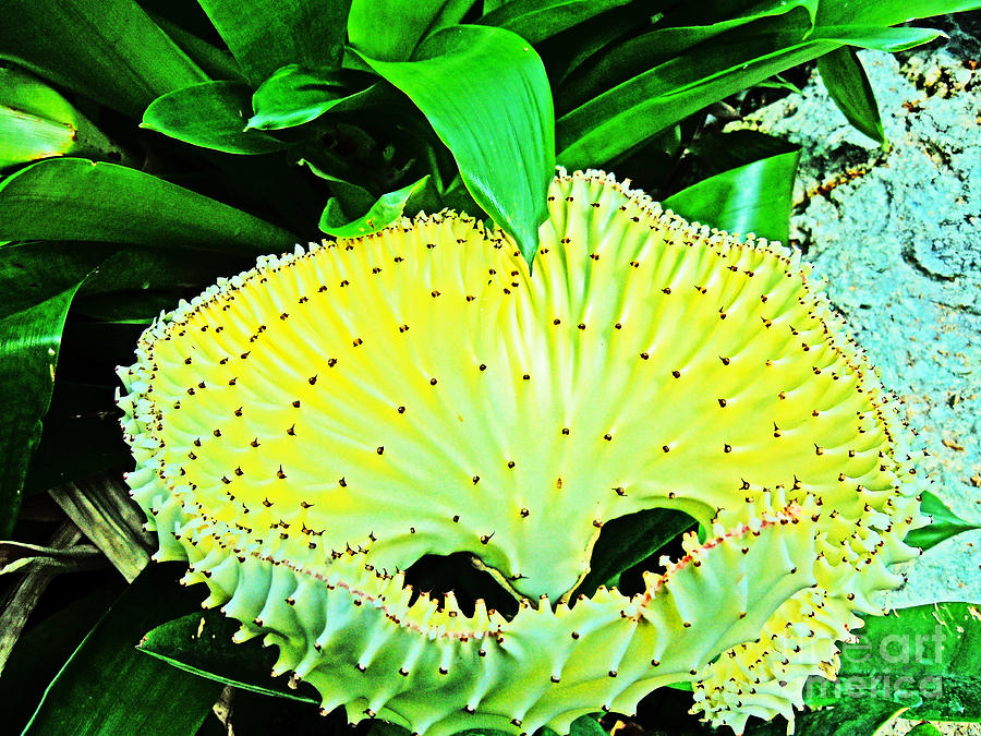 Shark Mouth flower in yellows and greens Photograph by David Frederick