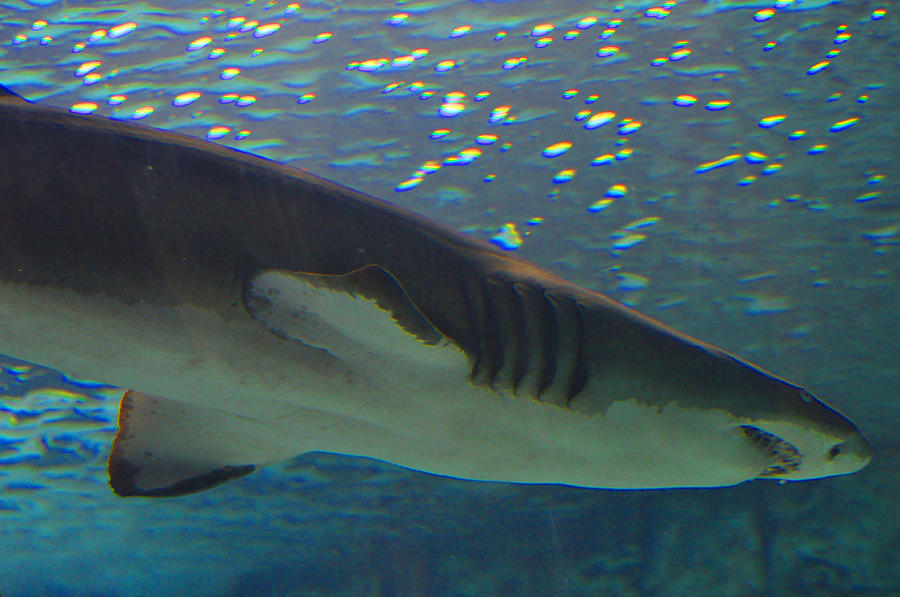 Shark Photograph by Peter McIntosh | Fine Art America