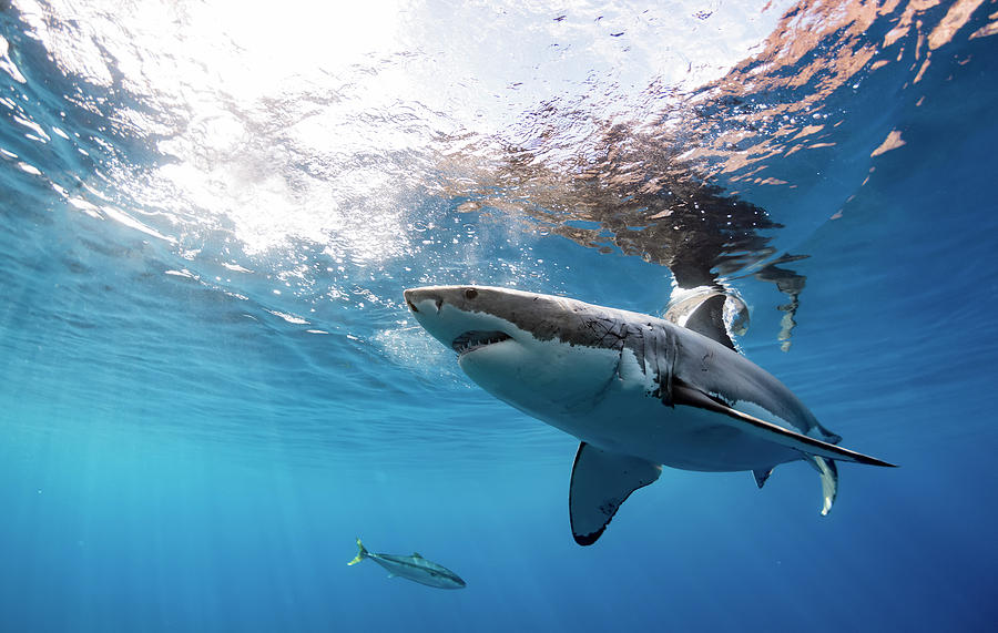 Great White Shark Photograph - Shark Rays by Shane Linke