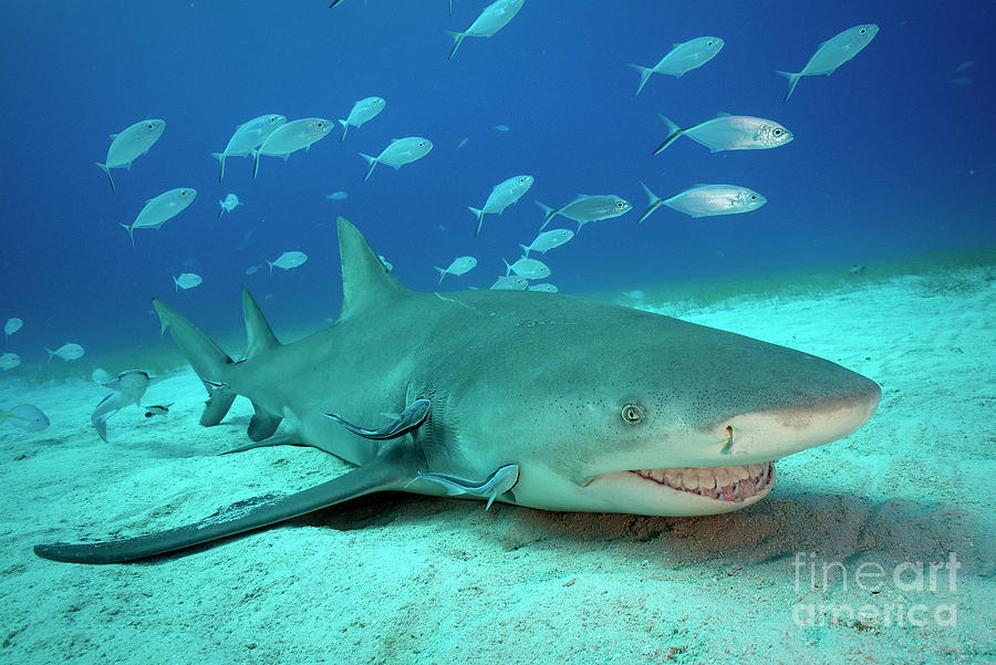 Shark Smiles Photograph by Aaron Whittemore