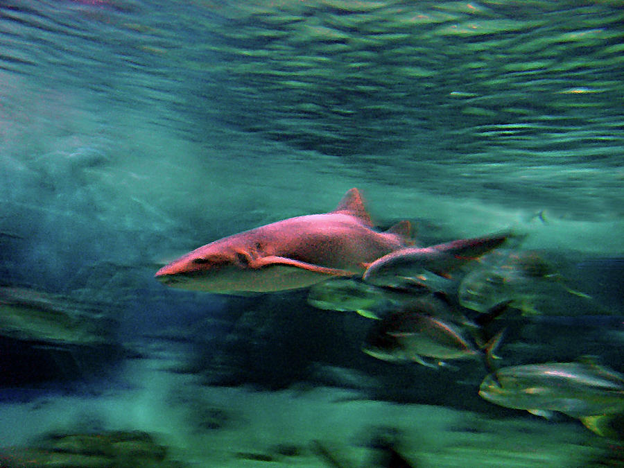 Shark Photograph