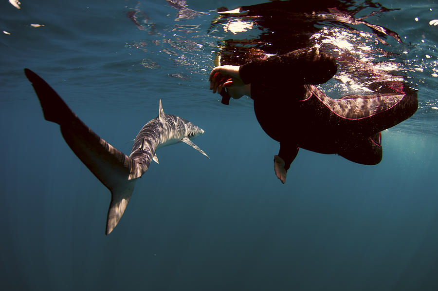 Sharks Photograph - Shark Swim By by Greg Amptman