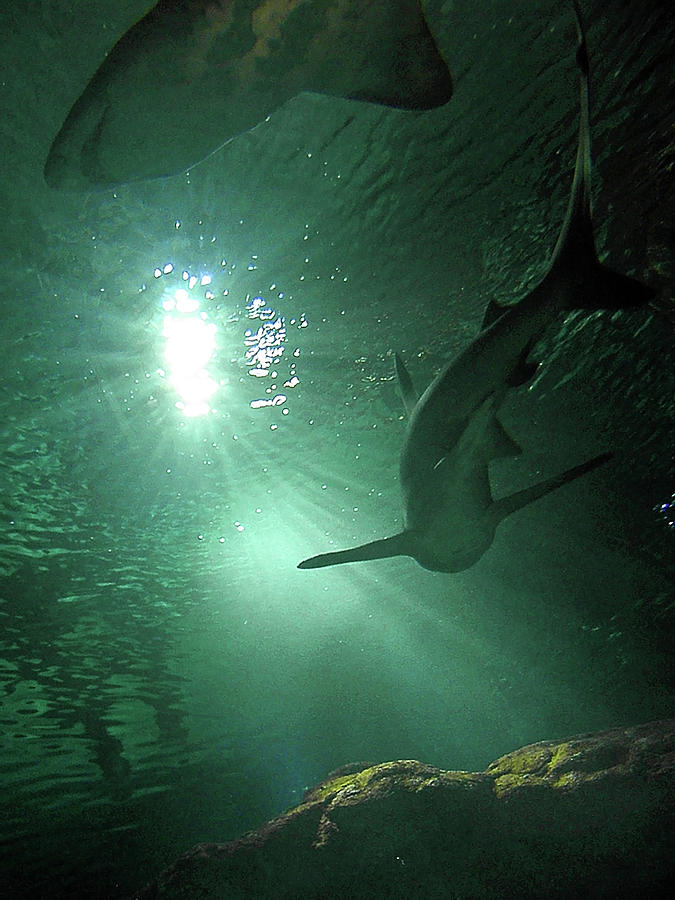 Shark Tank I Photograph by Elizabeth Hoskinson