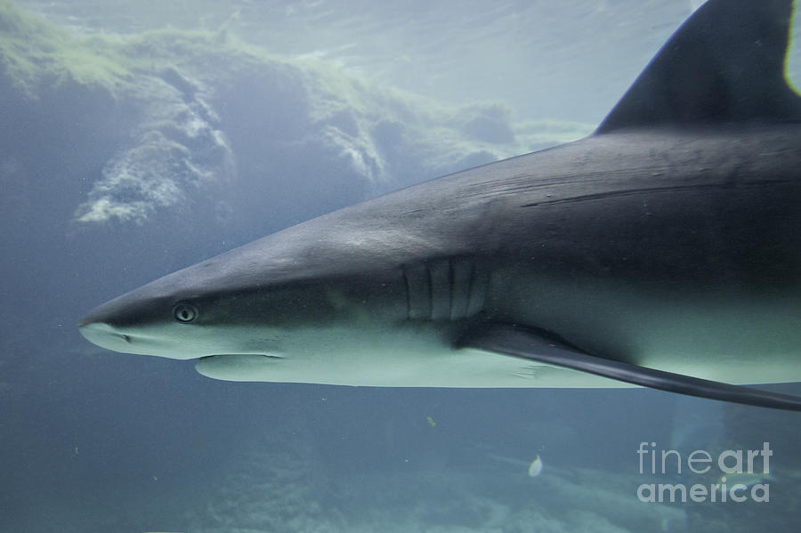 Shark Photograph by Timothy Hacker
