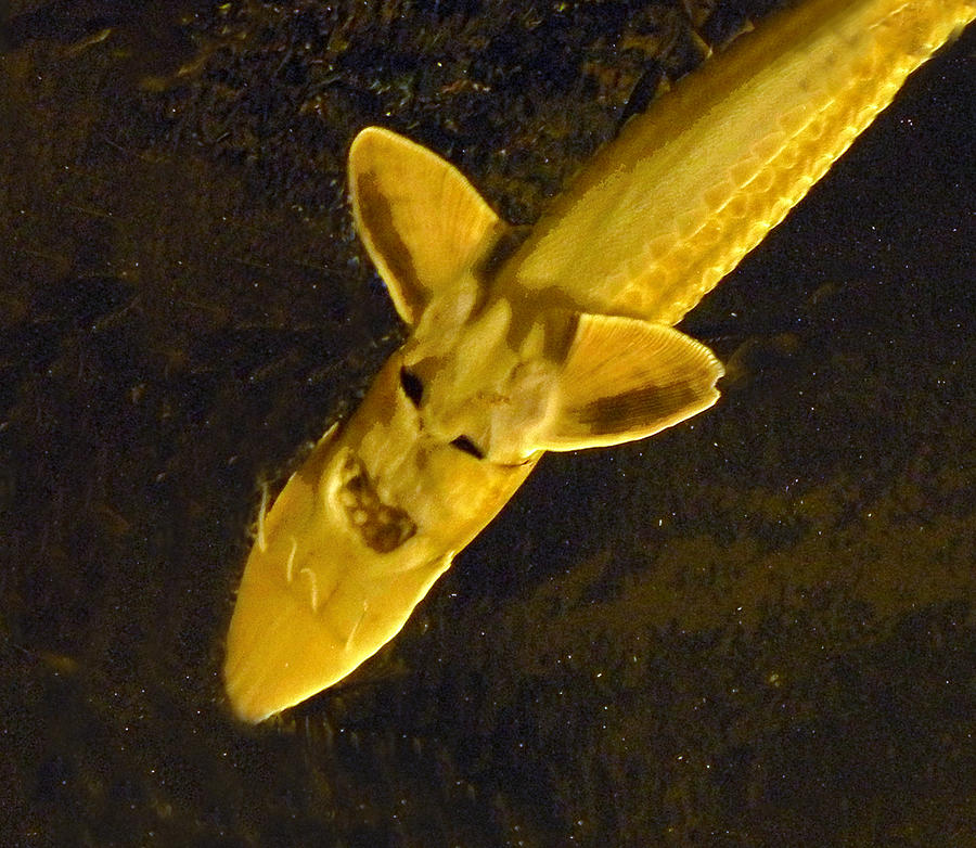 Shark Underbelly Photograph by William Bitman