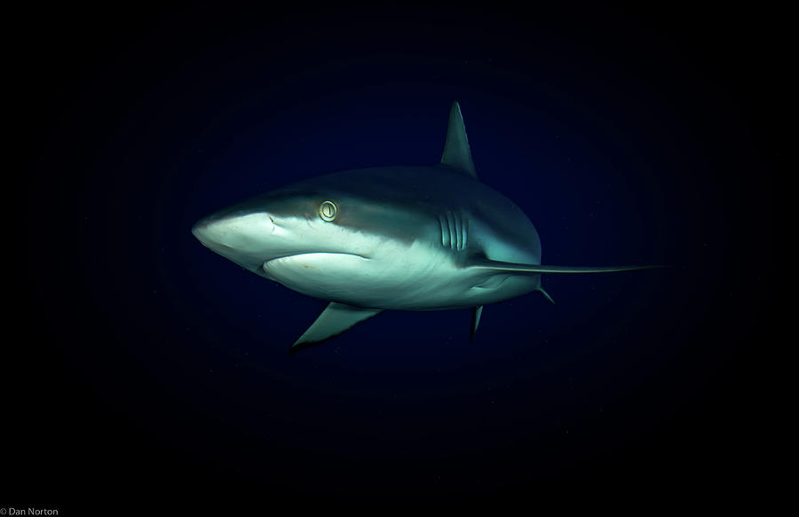 Shark Vignette Photograph by Dan Norton