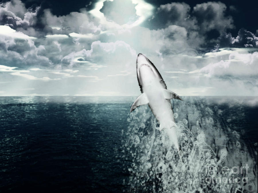 Shark Watch Photograph by Digital Art Cafe