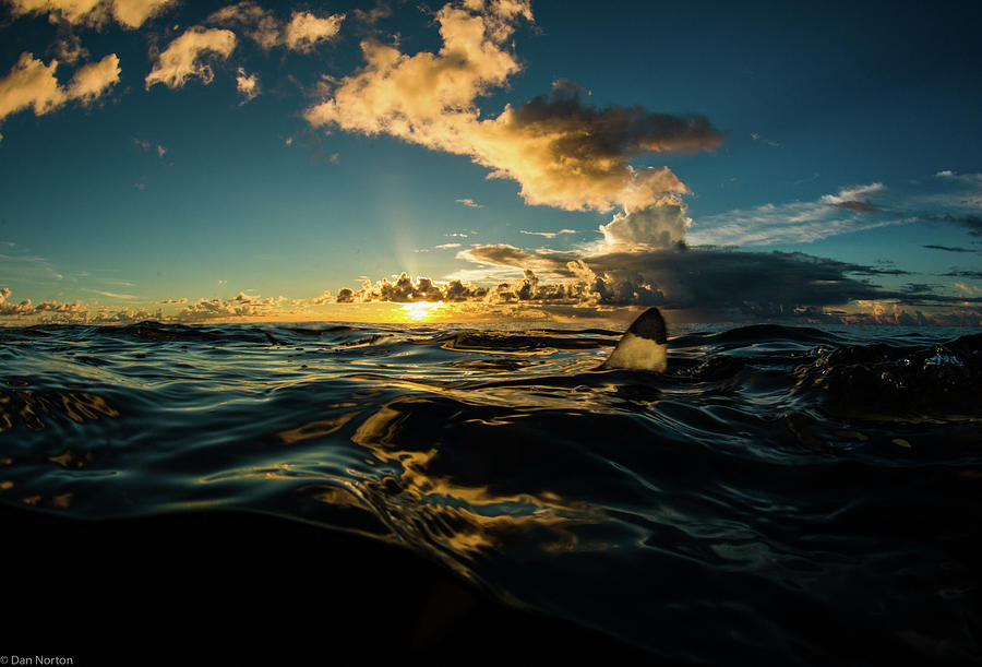 Sharkfin Sunset Photograph by Dan Norton