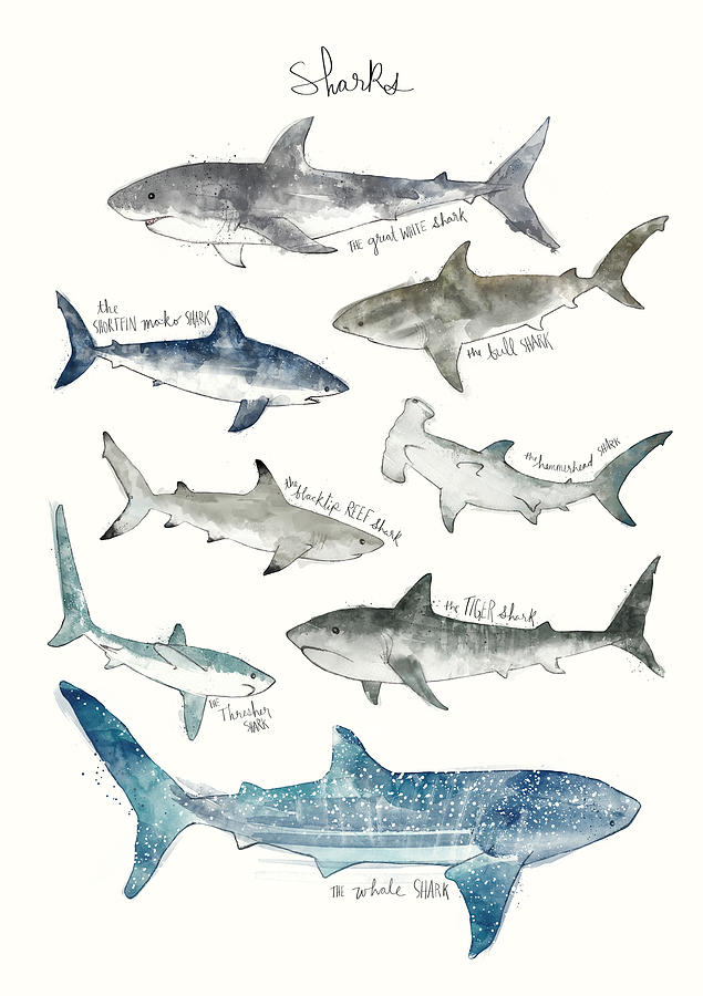 Sharks Painting - Sharks by Amy Hamilton