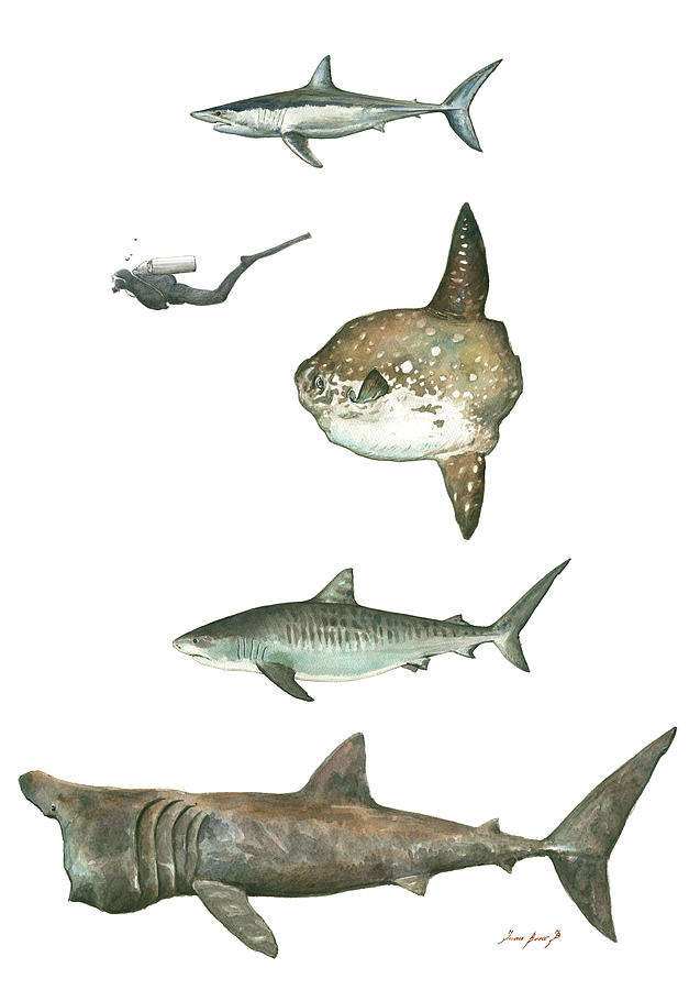 Tiger Shark Painting - Sharks and Mola Mola by Juan Bosco