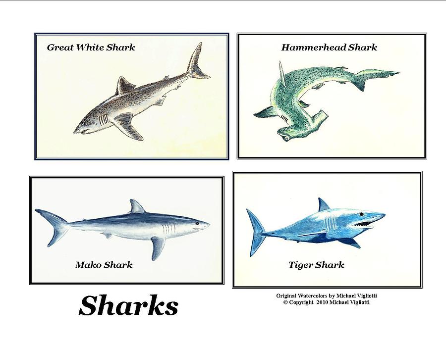 Sharks Painting - Sharks Montage by Michael Vigliotti