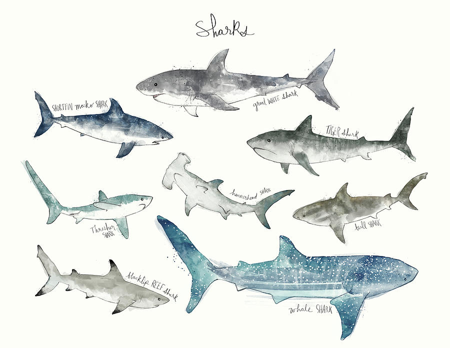 Sharks Painting - Sharks - Landscape Format by Amy Hamilton