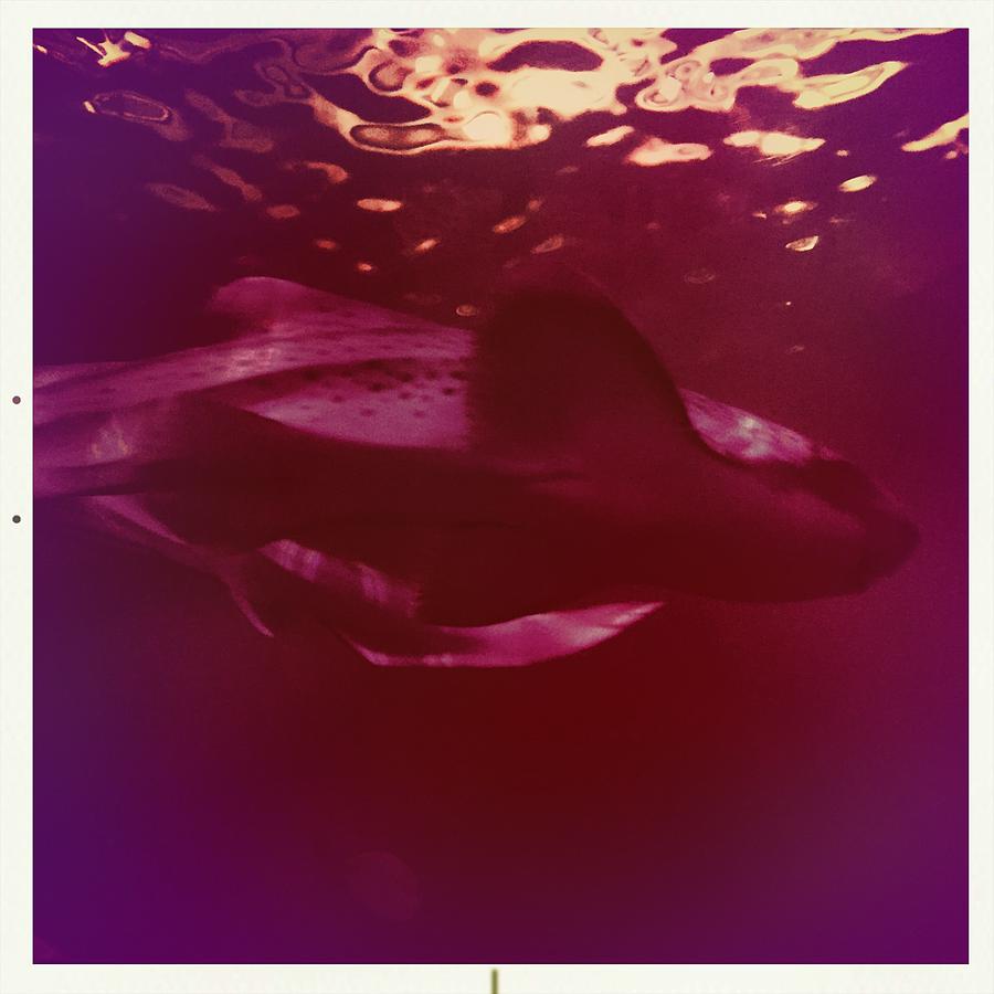 Sharks Photograph