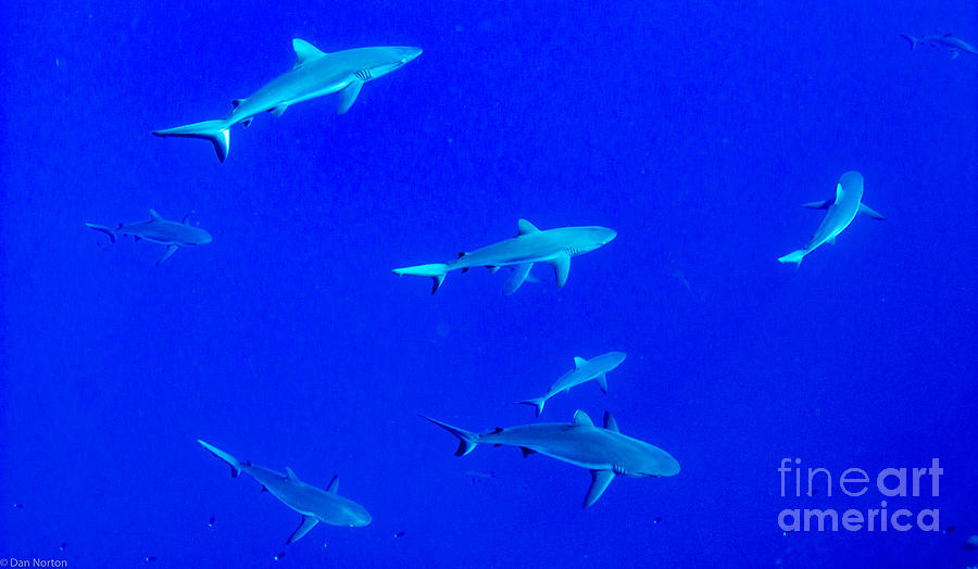SharkVertigo1 Photograph by Dan Norton