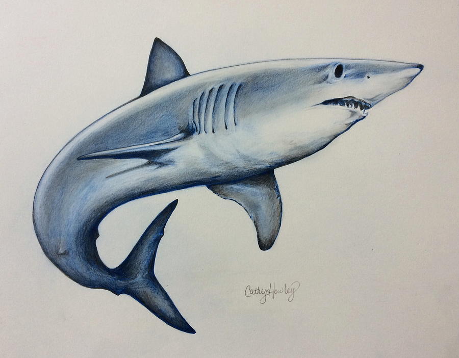 Shark Drawing by Catherine Howley