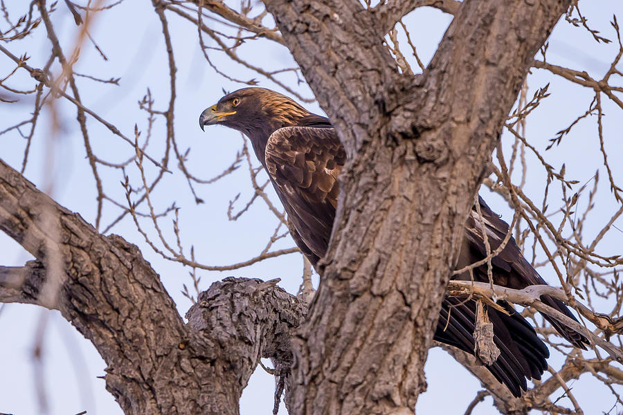 Sharp Eye Golden Eagle Photograph by David F Hunter