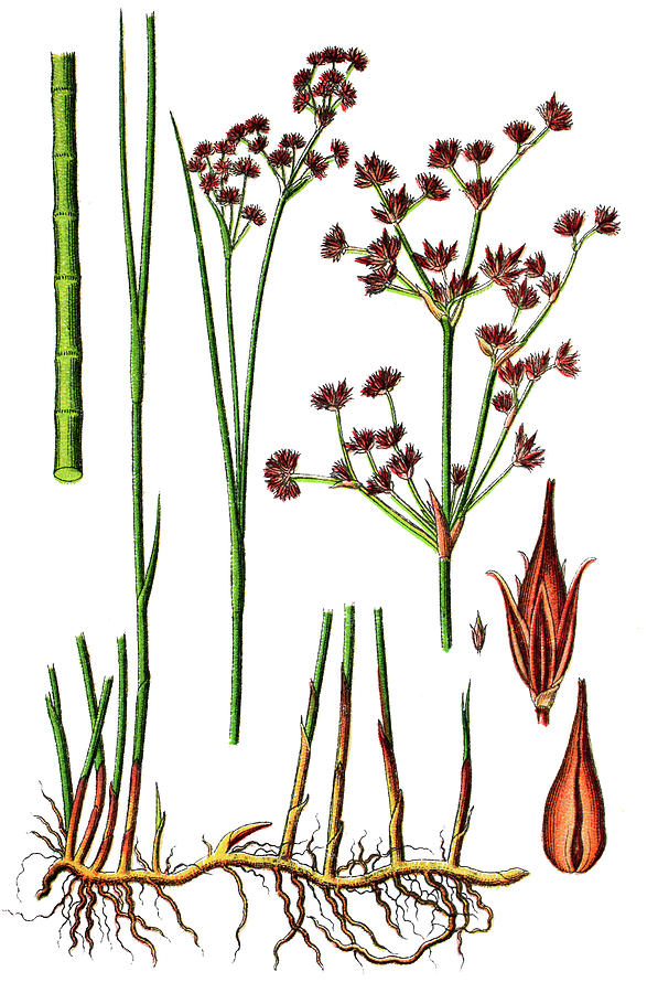 Sharp-flowered Rush, Juncus Acutiflorus Drawing