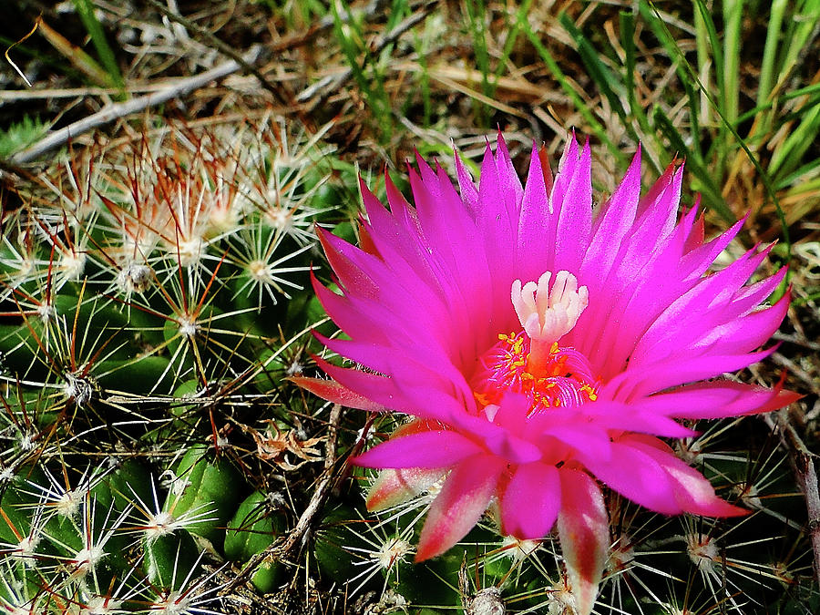 Pincushion Cactus - coryphantha vivipara Photograph by Blair Wainman