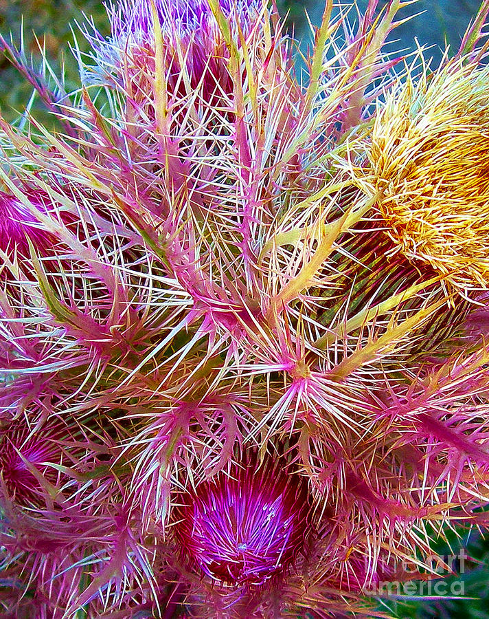 Thistle Photograph - Sharp by Judi Bagwell