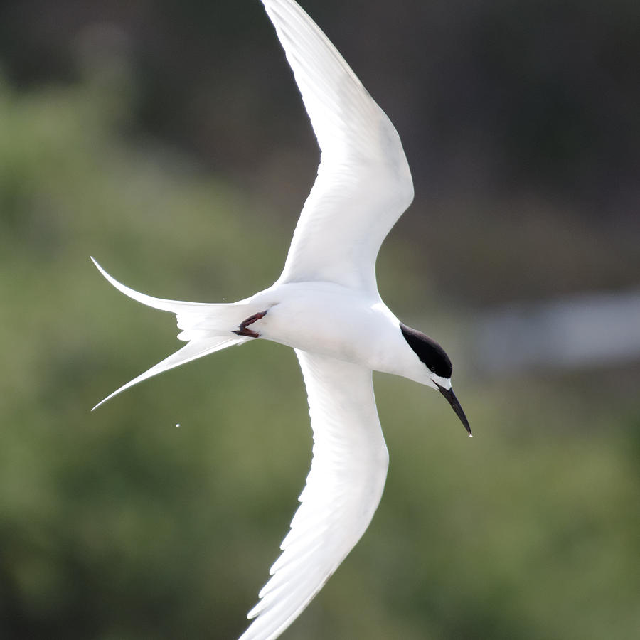 Sharp Left Tern -- White-Fronted Tern in Port Chalmers, New Zealand Photograph by Darin Volpe