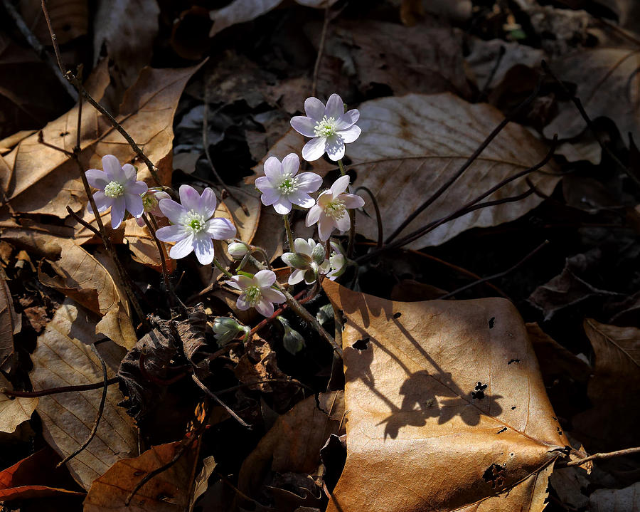 Sharp-Lobed Hepatica in Lost Valley Photograph by Michael Dougherty
