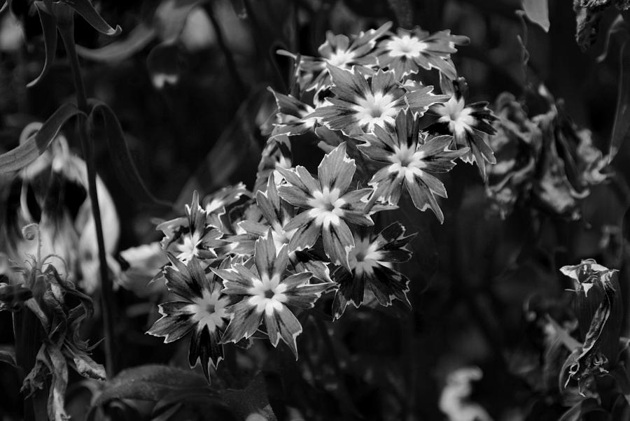 Sharp Petal Flowers Photograph by Sumit Mehndiratta