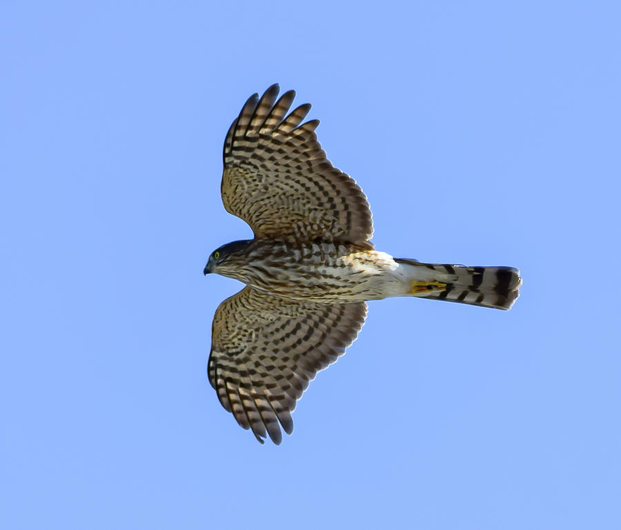 Sharp-shinned Hawk - 1 Photograph