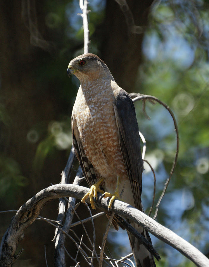 Sharp Shinned Hawk Photograph by Ernie Echols - Fine Art America