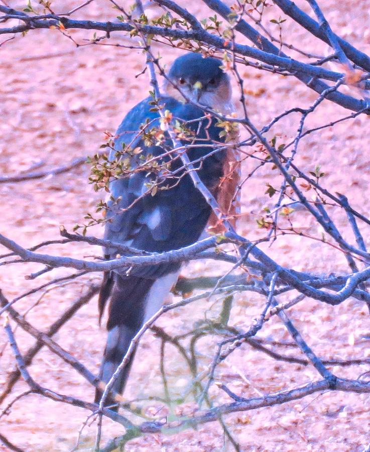 Sharp-Shinned Hawk Hunting in the Desert 2 Photograph by Judy Kennedy