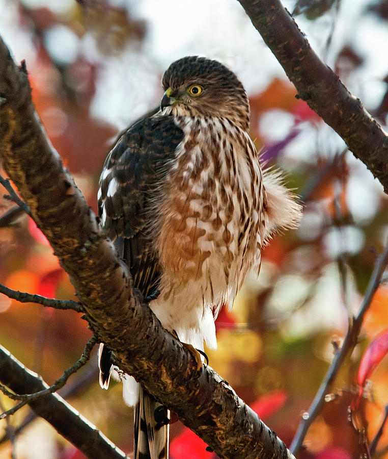 Sharp-Shinned Hawk in Autumn Photograph by Lara Ellis