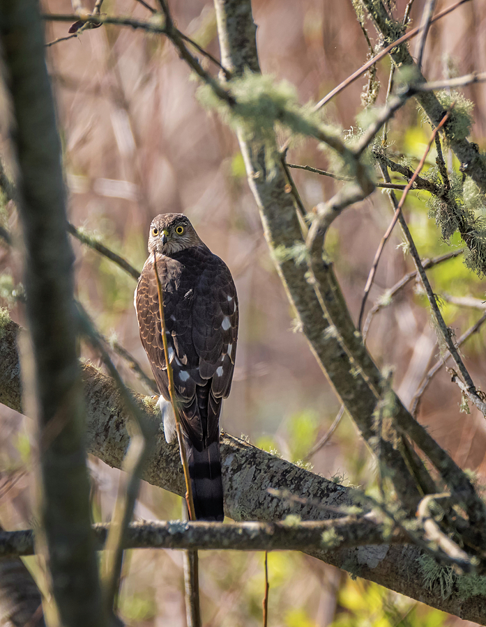 Sharp Shinned Hawk in the Trees Photograph by Loree Johnson