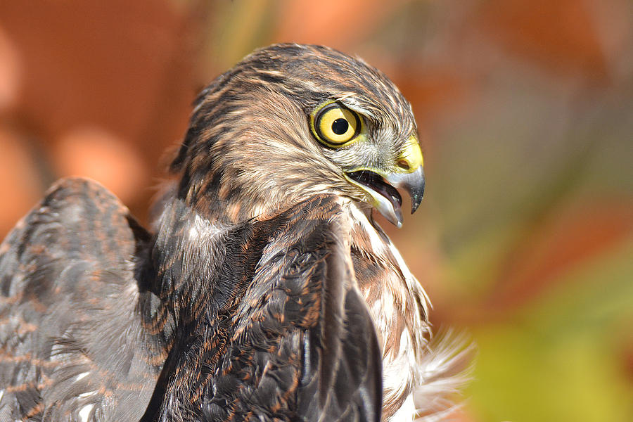 Sharp-shinned Hawk Intense Photograph by Alan Lenk